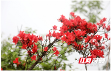 新田：杜鹃泼彩染瑶乡