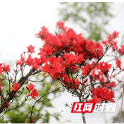 新田：雨雾织纱谷雨至 杜鹃泼彩染瑶乡（组图）