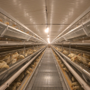 永州冷水滩：蛋鸡住进“智能别墅” 特色养殖成富民新引擎