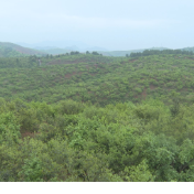祁阳：油茶林下套种花生 一地双收助农增收