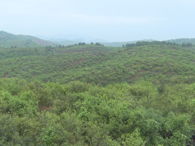 祁阳：油茶林下套种花生 一地双收助农增收