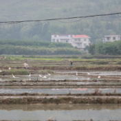 湖南新田：白鹭鸣沃野 春耕绘“丰”景