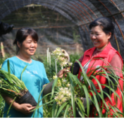 宁远：兰花种植助农增收