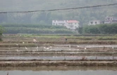 湖南新田：白鹭鸣沃野 春耕绘“丰”景