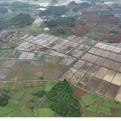 道县：“以虫治虫”+“以废治害”双管齐下 绿色防控守护稻田安全