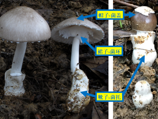 永州疾控提醒：这几类野菇千万不要采
