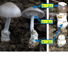 永州疾控提醒：这几类野菇千万不要采