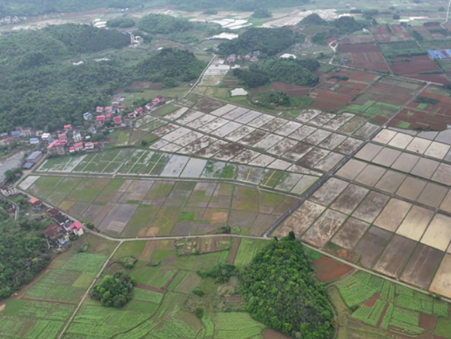 道县：“以虫治虫”+“以废治害”双管齐下 绿色防控守护稻田安全