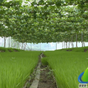 蓝山：育秧大棚巧套种 “一棚两用”助增收