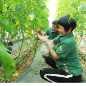 新田：“变废为宝”兴产业 联农带农促增收