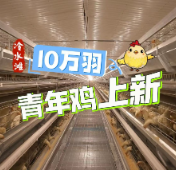 视频丨冷水滩10万羽青年鸡“上新”