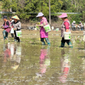 江永：人工抛秧显巧思 稻蹄轮种促增收