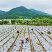 湖南新田：种植鲜食玉米 促进农民增收（组图）