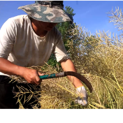 双牌县花坪村：油菜籽迎来丰收季 传统手工打籽忙