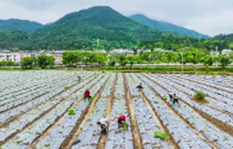 湖南新田：种植鲜食玉米 促进农民增收（组图）