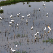蓝山县迎候鸟迁徙过境 白鹭云集绘春光