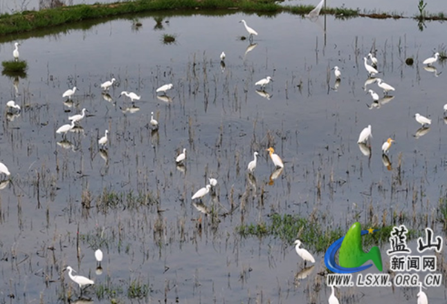 蓝山县迎候鸟迁徙过境 白鹭云集绘春光