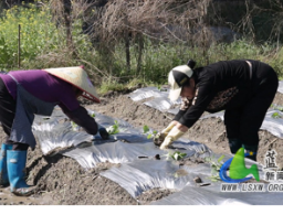 蓝山：抢抓农时移栽忙 特色蔬菜铺就致富路