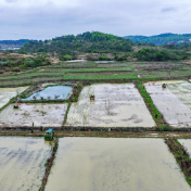 永州冷水滩:农机“唱主角” 早稻春插跑出“加速度”