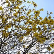 美丽蓝山:繁花缀满枝 乐享春日美景