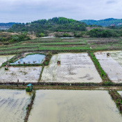 永州冷水滩:农机“唱主角” 早稻春插跑出“加速度”