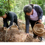 双牌县何家洞镇:林下种菌菇 竹林生金助振兴