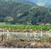 江永:农机整地焕新田 白鹭翩飞伴农忙