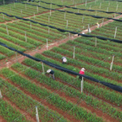 年产苗200万株带动增收 永州冷水滩油茶育苗铺就振兴路