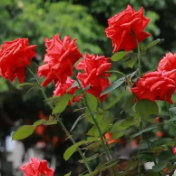 视频丨不用远行，就在冷水滩！翠竹路成“最美花街”