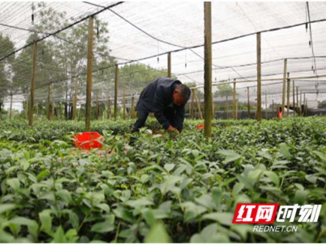 道县今年共高质量嫁接230余万株油茶苗木