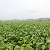 湖南新田：小满添绿意 “金叶”待飘香（组图）