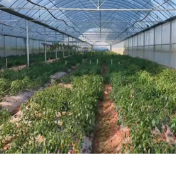 蓝山：果蔬轮作巧布局 闲置大棚变宝地