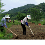 江永:深耕中药材产业 特色莪术种植促振兴
