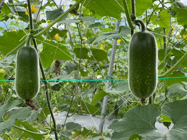 江永：毛节瓜批量上市 优质蔬果直供大湾区