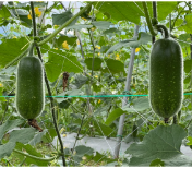 江永:毛节瓜批量上市 优质蔬果直供大湾区