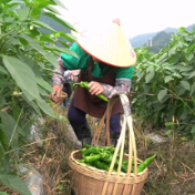 蓝山:椒香四溢采摘忙 田园丰收好光景