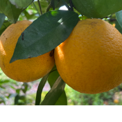 江永:千里情缘一线牵 3万斤夏橙直售南通