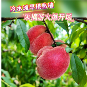 视频丨冷水滩早桃熟啦 采摘游火爆开场