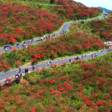 双牌：十万亩杜鹃盛放 假日文旅体验再升级