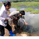 双牌：小龙虾抢鲜上市 虾稻轮作助农增收