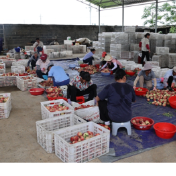 道县：夏日桃园迎丰收 生态采摘“甜蜜”经济助增收