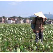 蓝山:槟榔芋田管护忙 特色产业促振兴