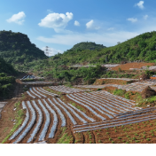 江华水口镇泮水村:种植野菊花助振兴