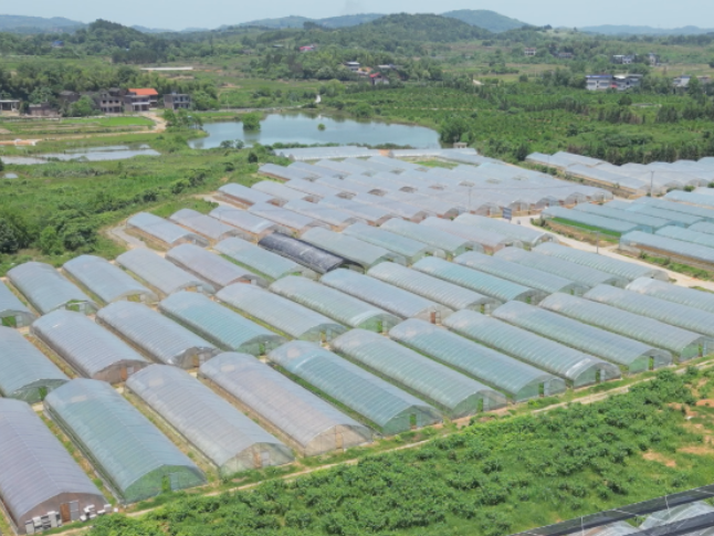 零陵：因地制宜发展特色农产品种植