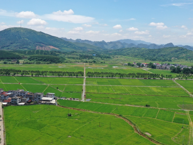 江永：青春返乡赋能田间 智慧飞防护航早稻丰产