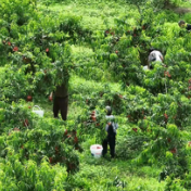 蓝山:特色黄桃产业旺 丰收图景入画来