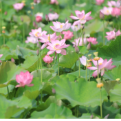 祁阳:千亩荷花绽放“美丽经济” 助推乡村振兴