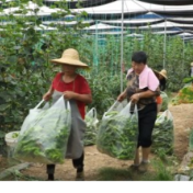 宁远县仁和镇:大棚蔬菜产销两旺