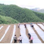 双牌县付家湾村:藤茶更新换良种 撂荒地块种出“致富椒”