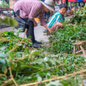 道县：风药飘香 解锁地道端午味（组图）
